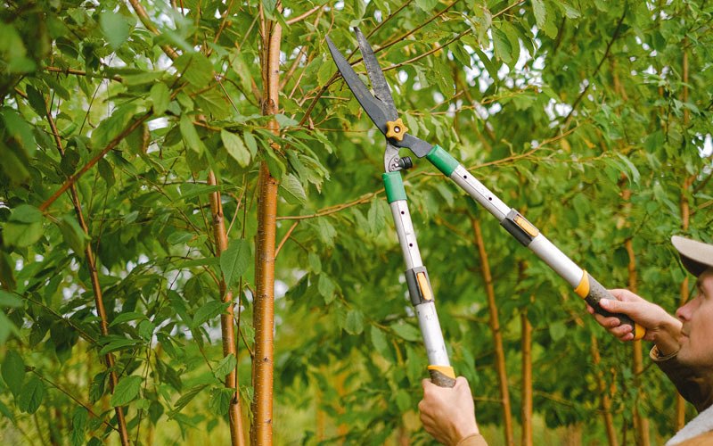 Tree trimming in Mooreton, ND